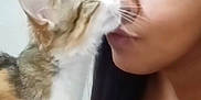 Tiga Ebbesson is registered to the contest to win money with this photo: affection, black_hair, calm, cat, closeup, cute, domestic_animal, eyelashes, face, fur, hearts, indoor, interaction, kiss, love, person, pet, skin, touch, whiskers