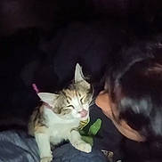 Tiga Ebbesson is registered to the contest to win money with this photo: affection, animal, blanket, cat, close_up, companion, cozy, cute, dark, domestic, feline, indoor, night, person, pet, resting, sleepy, soft, tongue_out, warm