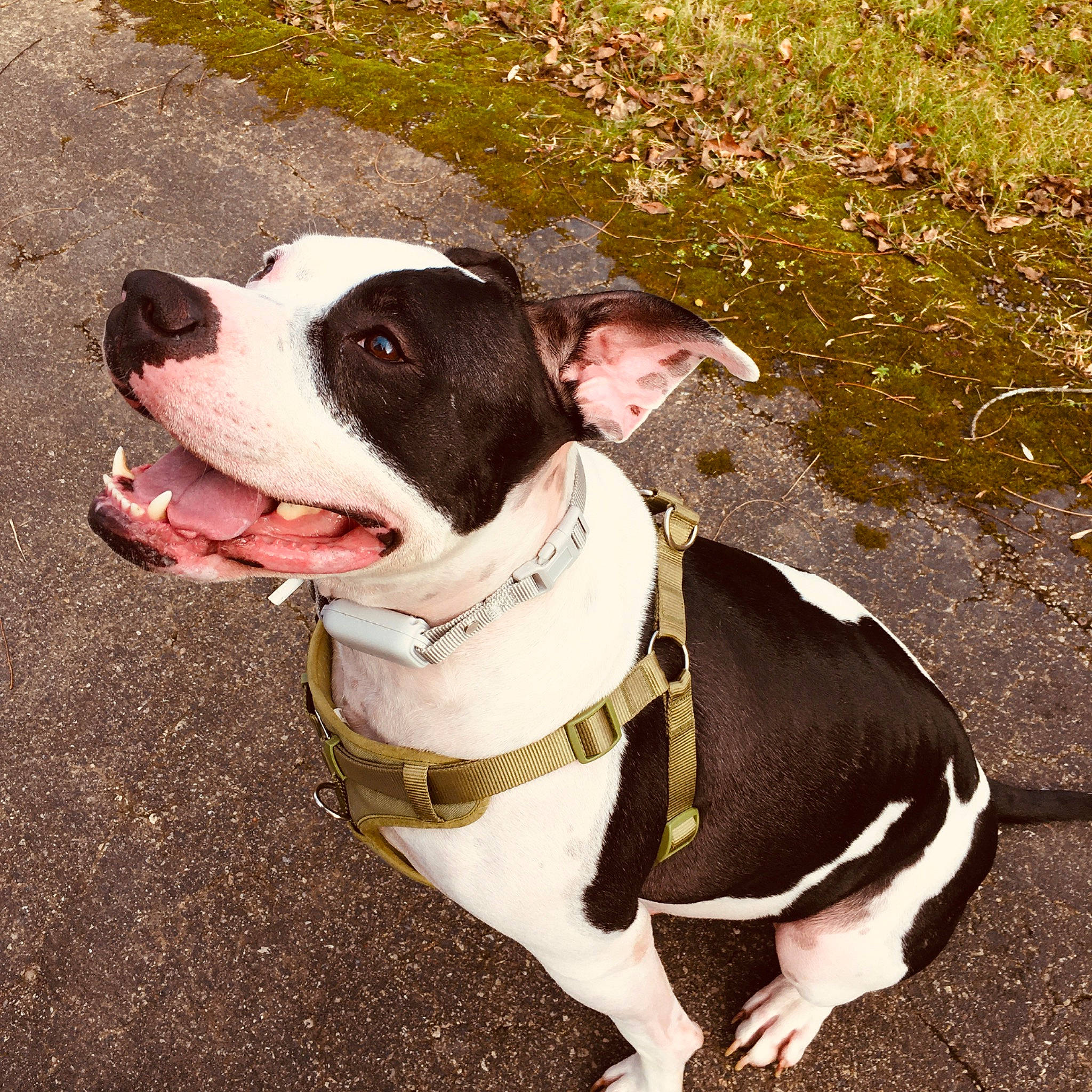 Denahi is registered to the contest to win money with this photo: adventure, canidae, carnivore, collar, companion_dog, dog, dog_breed, dog_collar, dog_supply, fawn, fur, hunting_dog, leash, non_sporting_group, pet_supply, snout, sporting_group, whiskers, working_animal, working_dog