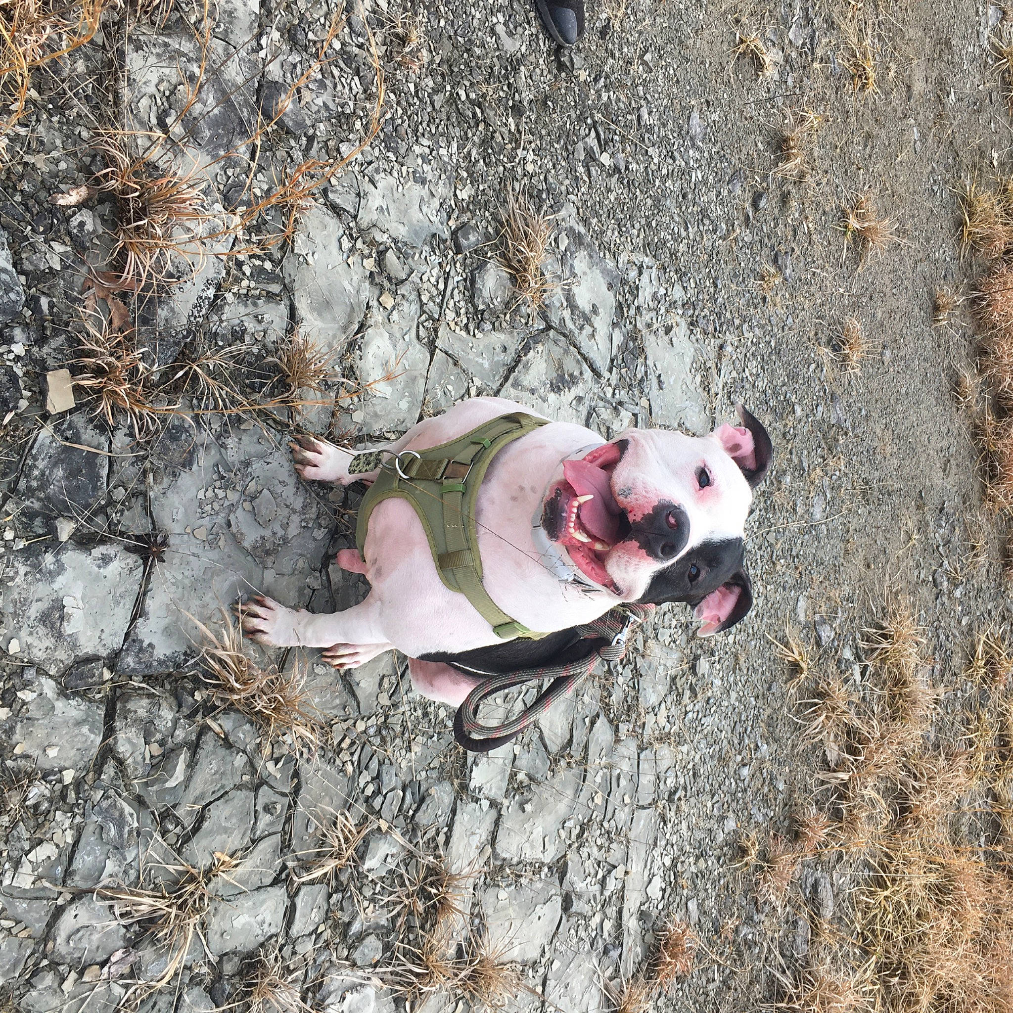 Denahi is registered to the contest to win money with this photo: asphalt, canidae, carmine, carnivore, collar, companion_dog, concrete, dog, dog_breed, english_white_terrier, fawn, grass, head, road_surface, snout, soil, sporting_group, tail, terrestrial_animal, working_animal