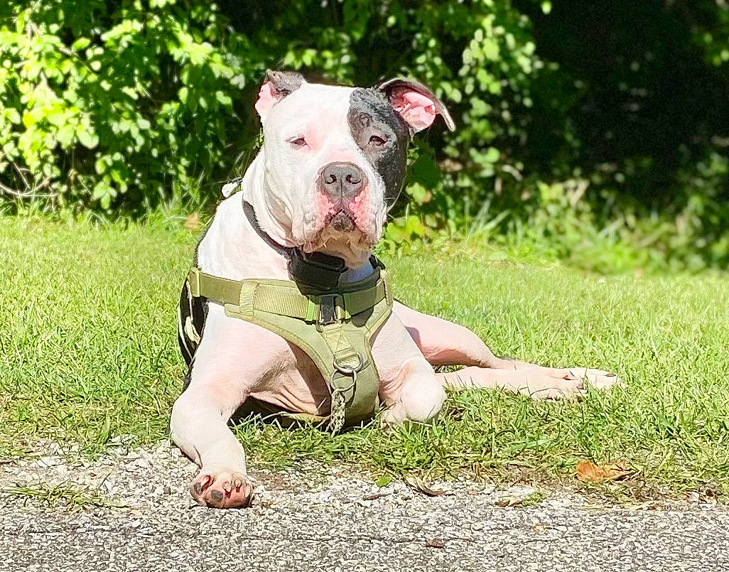 Denahi joined the competition — help win amazing prizes! bulldog, canidae, carnivore, collar, companion_dog, dog, dog_breed, dog_collar, dog_supply, fawn, grass, grassland, groundcover, molosser, pet_supply, plant, snout, sporting_group, terrestrial_animal, working_animal