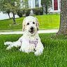 dog, white_dog, curly_fur, grass, lawn, tree, harness, pet, outdoor, suburban, house, greenery, happy, canine, nature, animal, summer, daytime, portrait, relaxed