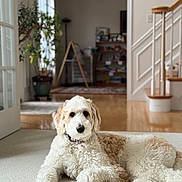 Laska is registered to the contest to win money with this photo: animal, carpet, cozy, curly_fur, cute, dog, domestic_animal, furniture, home, indoor, interior, light, living_room, pet, plant, portrait, relaxed, sitting, stairs, wooden_floor