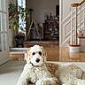 Laska is registered to the contest to win money with this photo: dog, indoor, living_room, carpet, stairs, plant, furniture, pet, relaxed, curly_fur, light, home, cozy, wooden_floor, sitting, portrait, cute, domestic_animal, animal, interior