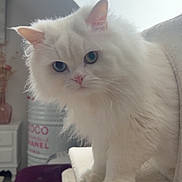 Flocon a rejoint le concours — aidez-le/la à gagner de superbes lots ! cat, white_cat, fluffy, heterochromia, indoor, pet, feline, cat_tree, curious, close_up, portrait, fur, animal, domestic_animal, eye_contact, home, furniture, decor, soft_light, cute