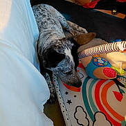 Jack Sparrow is registered to the contest to win money with this photo: dog, indoor, carpet, curtain, play_mat, toy, colorful, brown, black, white, spotted, resting, animal, household, fabric, pattern, floor, relaxed, pet, cozy