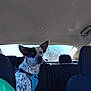 Jack Sparrow is registered to the contest to win money with this photo: dog, car_interior, backseat, harness, spotted_dog, black_patch, window, headrest, seat, dog_sitting, pet, animal, daylight, vehicle, looking_away, blue_harness, dog_face, indoor, calm, transportation
