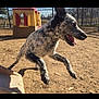 dog, jumping, outdoor, playground, fence, playhouse, speckled, active, sunny, dirt, pet, canine, animal, energetic, ears_up, mouth_open, daytime, recreation, running, happy