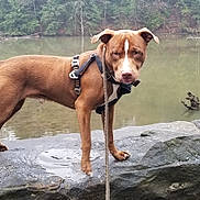 Ace Ventura is registered to the contest to win money with this photo: animal, bird, boat, boxer, bulldog, canine, dog, hound, labradorretriever, nature, outdoors, pet, pointer, pond, puppy, rock, slate, transportation, vehicle, water