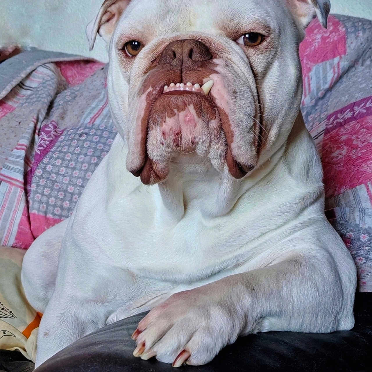 Aston participe au concours pour gagner de l'argent avec cette photo : animal, blanket, bulldog, closeup, couch, cute, dog, expression, face, fur, home, indoor, leather, paw, pet, portrait, quilt, resting, snout, white_dog