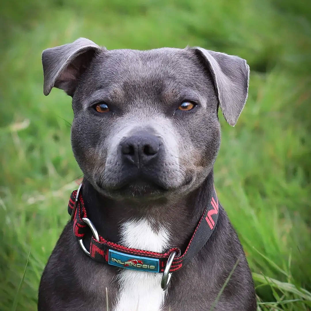 Pina a rejoint le concours — aidez-le/la à gagner de superbes lots ! carnivore, collar, companion_dog, dog, dog_breed, dog_collar, electric_blue, fashion_accessory, grass, leash, pet_supply, plant, snout, sporting_group, whiskers, working_animal, working_dog