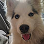 Karma is registered to the contest to win money with this photo: animal, blue_eyes, canine, close_up, companion, cute, dog, domestic_animal, ears, face, fluffy, friendly, fur, happy, indoor, muzzle, pet, portrait, snout, tongue_out
