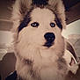 Karma is registered to the contest to win money with this photo: animal, canine, car, closeup, companion, dog, ears, eyes, fur, husky, indoor, light, mammal, nose, pet, portrait, seat, shadow, vehicle, window