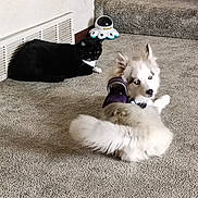Karma joined the competition — help win amazing prizes! animal, black_cat, blue_eyes, carpet, carpeted_stairs, cat, companion, cozy, curious, dog, domestic, furry, home, indoor, lying_down, pet, relaxed, stairs, toy, white_dog