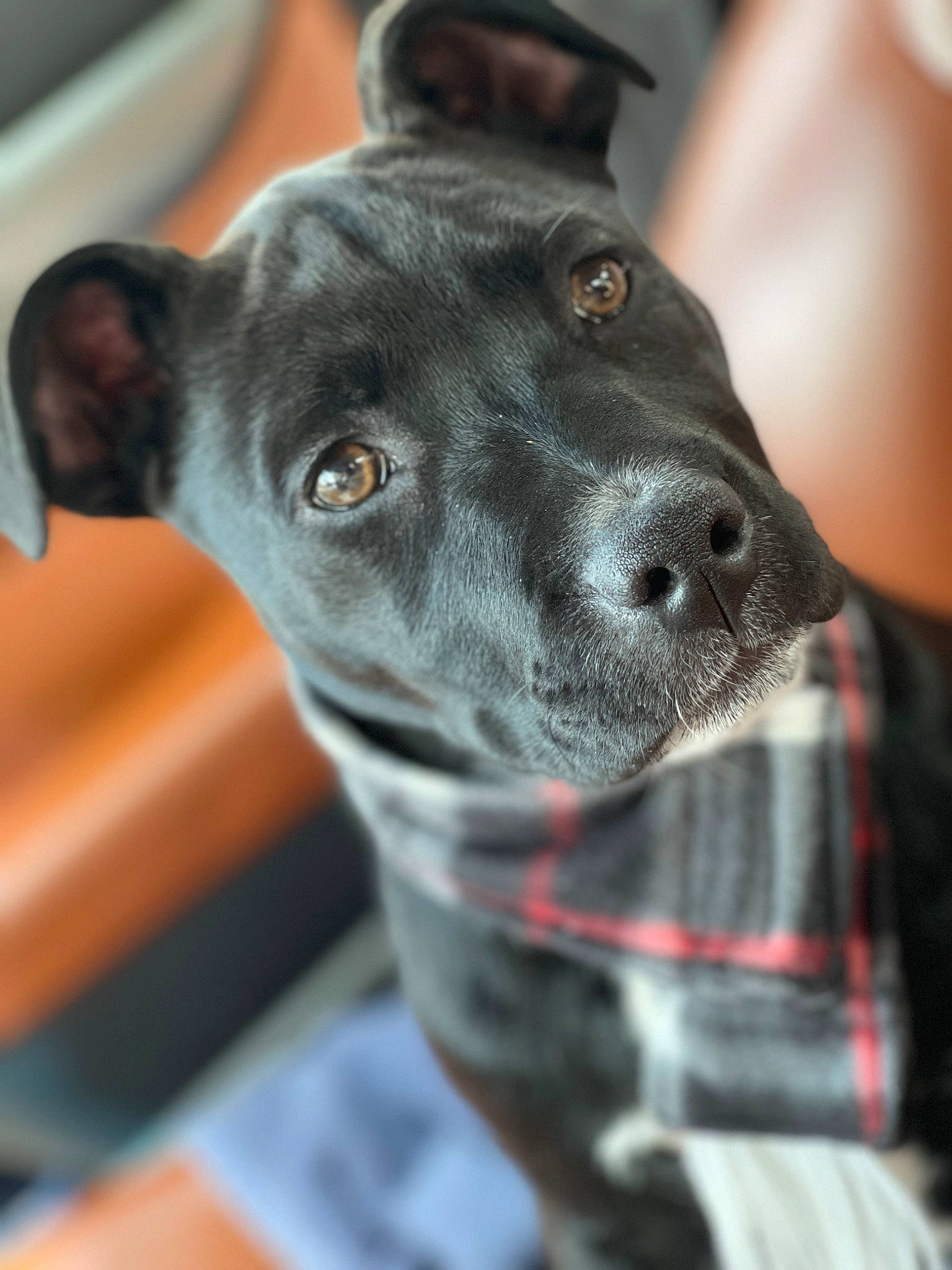 Bree joined the competition — help win amazing prizes! borador, canidae, carnivore, collar, companion_dog, dog, dog_breed, dog_collar, ear, fur, hunting_dog, non_sporting_group, pet_supply, plaid, snout, sporting_group, tartan, whiskers, working_animal, working_dog