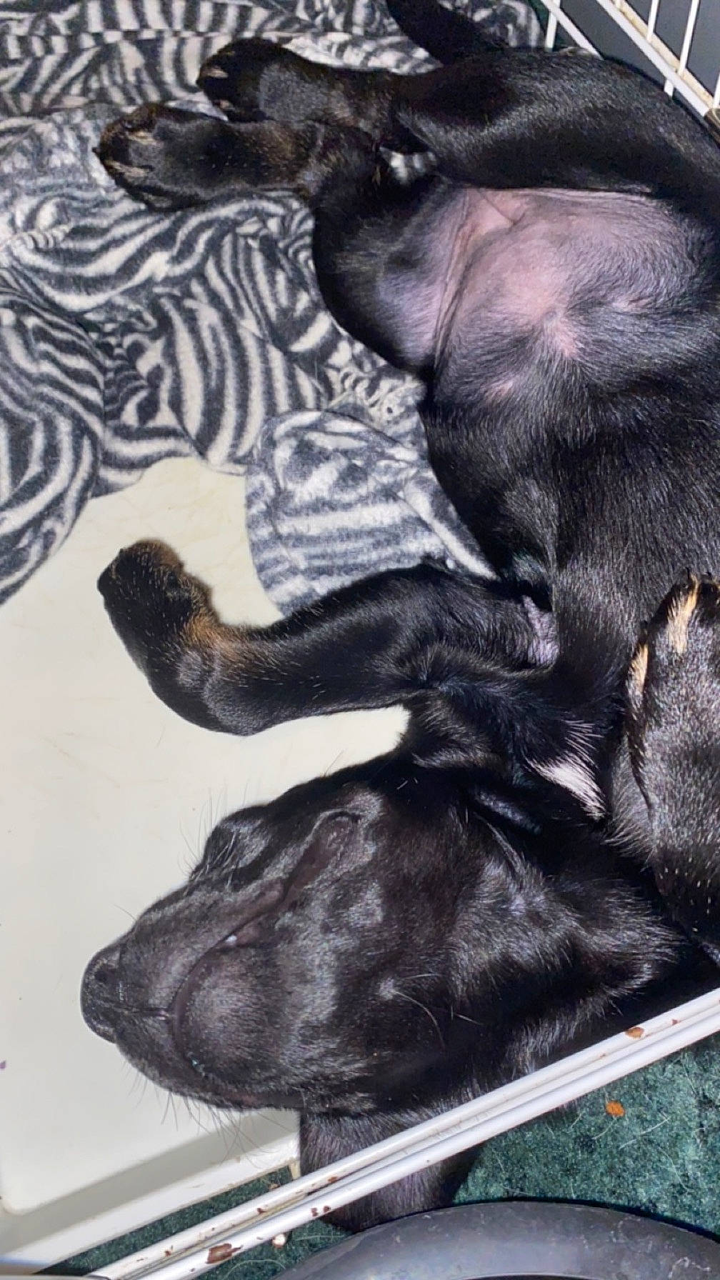 Lilith joined the competition — help win amazing prizes! art, borador, canidae, carnivore, comfort, companion_dog, dog, dog_breed, fur, guard_dog, liver, non_sporting_group, pattern, paw, sporting_group, tail, terrestrial_animal, visual_arts, whiskers, working_animal