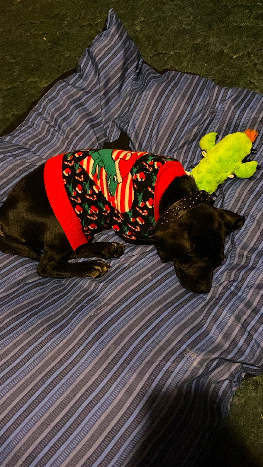 Lilith is registered to the contest to win money with this photo: butterfly, canidae, carnivore, comfort, companion_dog, couch, dog, dog_breed, dog_supply, fawn, grass, hat, headgear, linens, pattern, personal_protective_equipment, plant, sporting_group, tail, tree