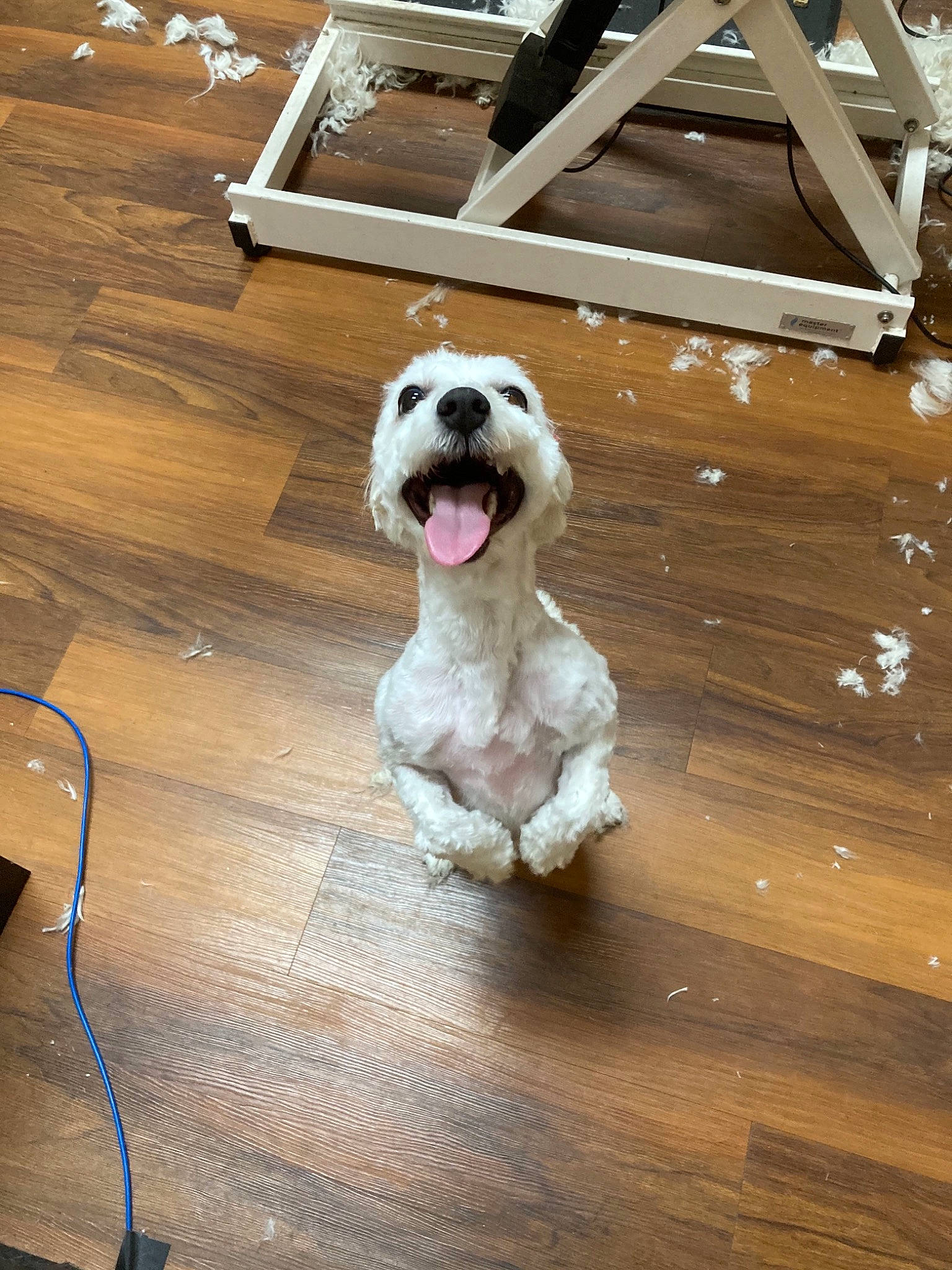 Tinkerbelle is registered to the contest to win money with this photo: carnivore, collar, companion_dog, dog, dog_breed, dog_collar, fawn, floor, flooring, hardwood, laminate_flooring, liver, plank, shih_tzu, snout, sporting_group, toy_dog, wood, wood_stain, working_animal