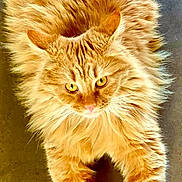 Foxy participe au concours pour gagner de l'argent avec cette photo : cat, orange_cat, fluffy, long_hair, pet, animal, feline, cute, domestic_cat, fur, whiskers, eyes, relaxed, lying_down, portrait, indoor, close_up, mammal, paws, adorable