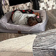 Lylo is registered to the contest to win money with this photo: carpet, casual_clothing, cozy, cuddling, cute, dog, floor, gray_bed, home, indoor, person, pet_bed, playful, relaxing, resting, snuggling, spiderman_pants, tile_wall, tongue_out, wood_floor