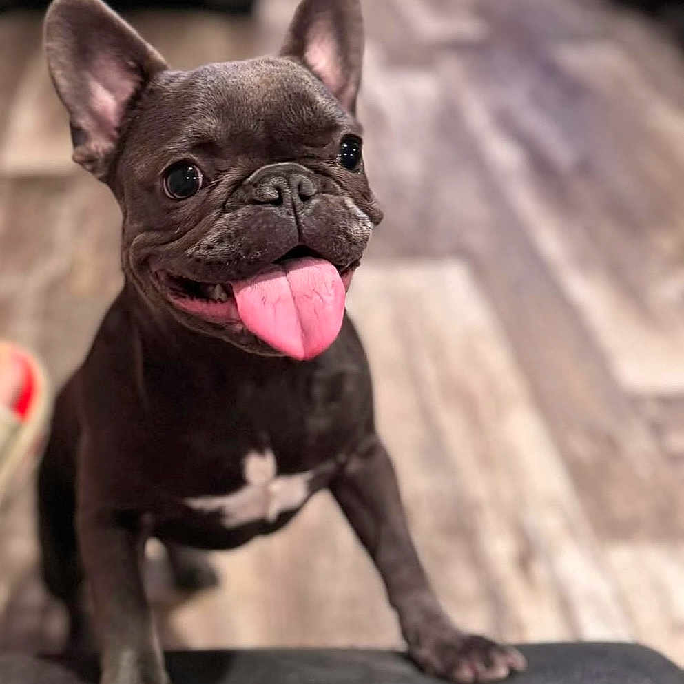 Lylo is registered to the contest to win money with this photo: animal, black_dog, canine, close_up, cute, dog, domestic_animal, ears, flooring, french_bulldog, front_paws, happy, house, indoor, pet, playful, smiling, tongue_out, wood_floor, young_dog