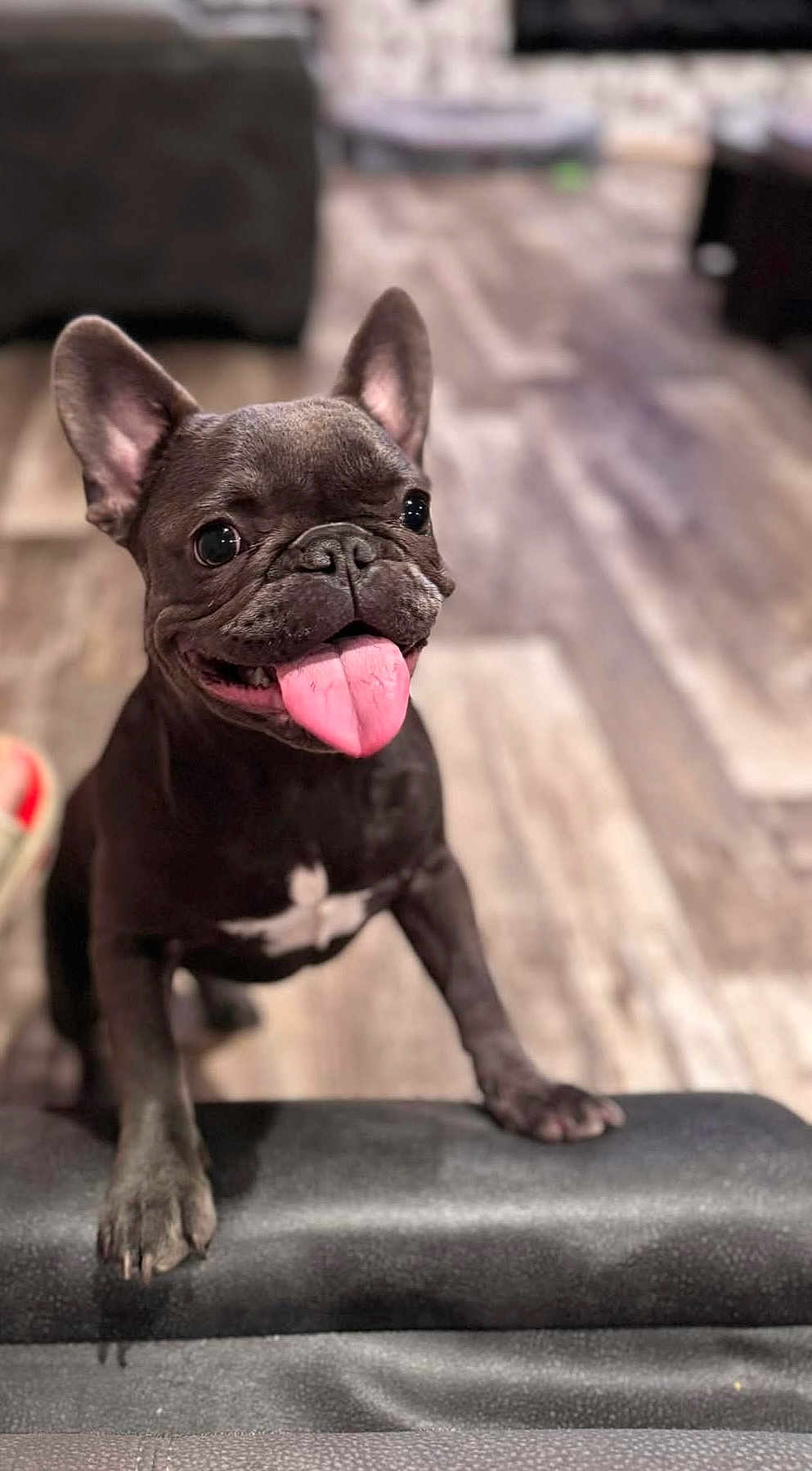 Lylo is registered to the contest to win money with this photo: animal, black_dog, canine, close_up, cute, dog, domestic_animal, ears, flooring, french_bulldog, front_paws, happy, house, indoor, pet, playful, smiling, tongue_out, wood_floor, young_dog