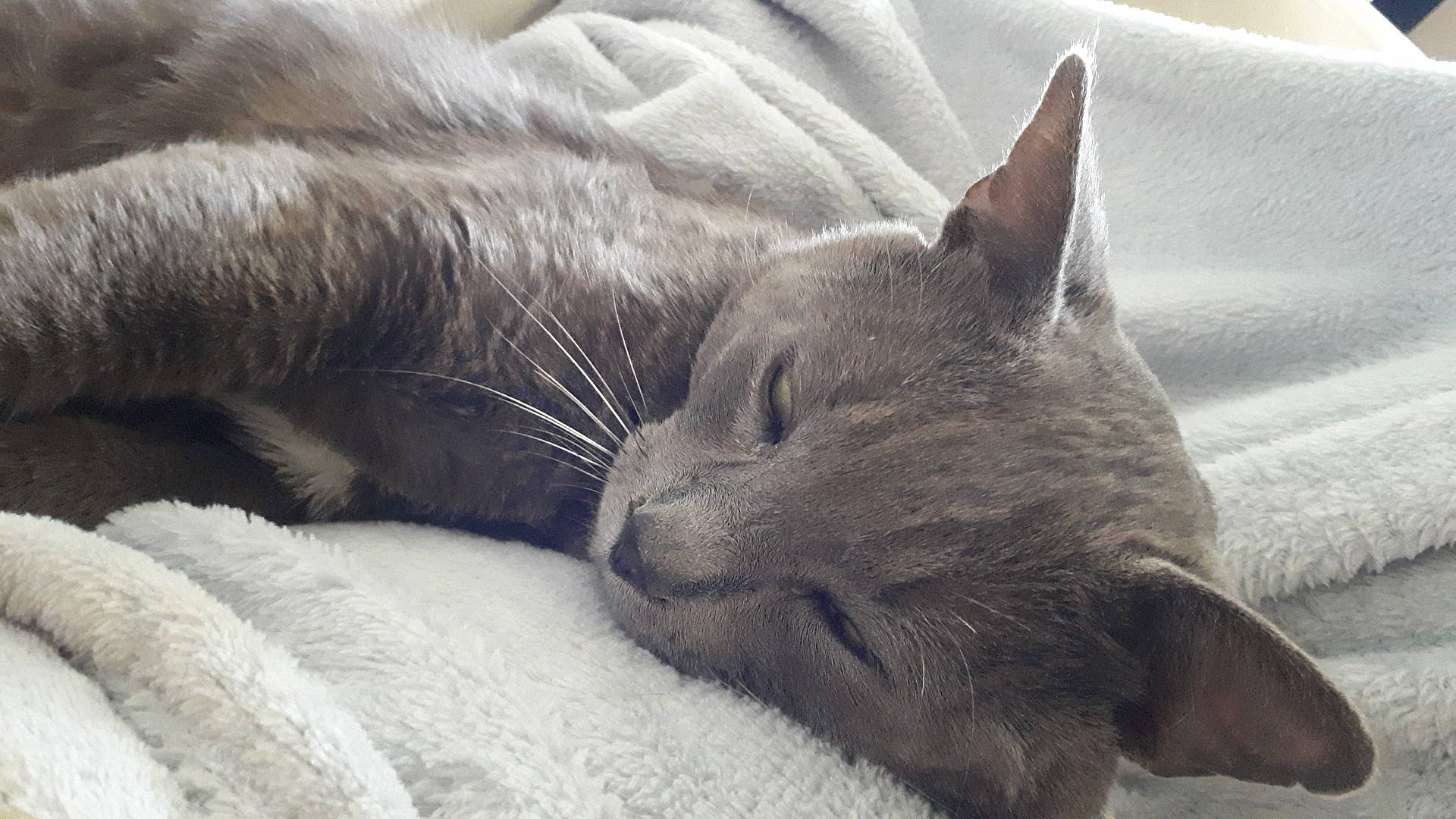 Führer a rejoint le concours — aidez-le/la à gagner de superbes lots ! carnivore, cat, claw, comfort, domestic_short_haired_cat, felidae, fur, grey, nap, paw, russian_blue, sleep, small_to_medium_sized_cats, tail, terrestrial_animal, whiskers