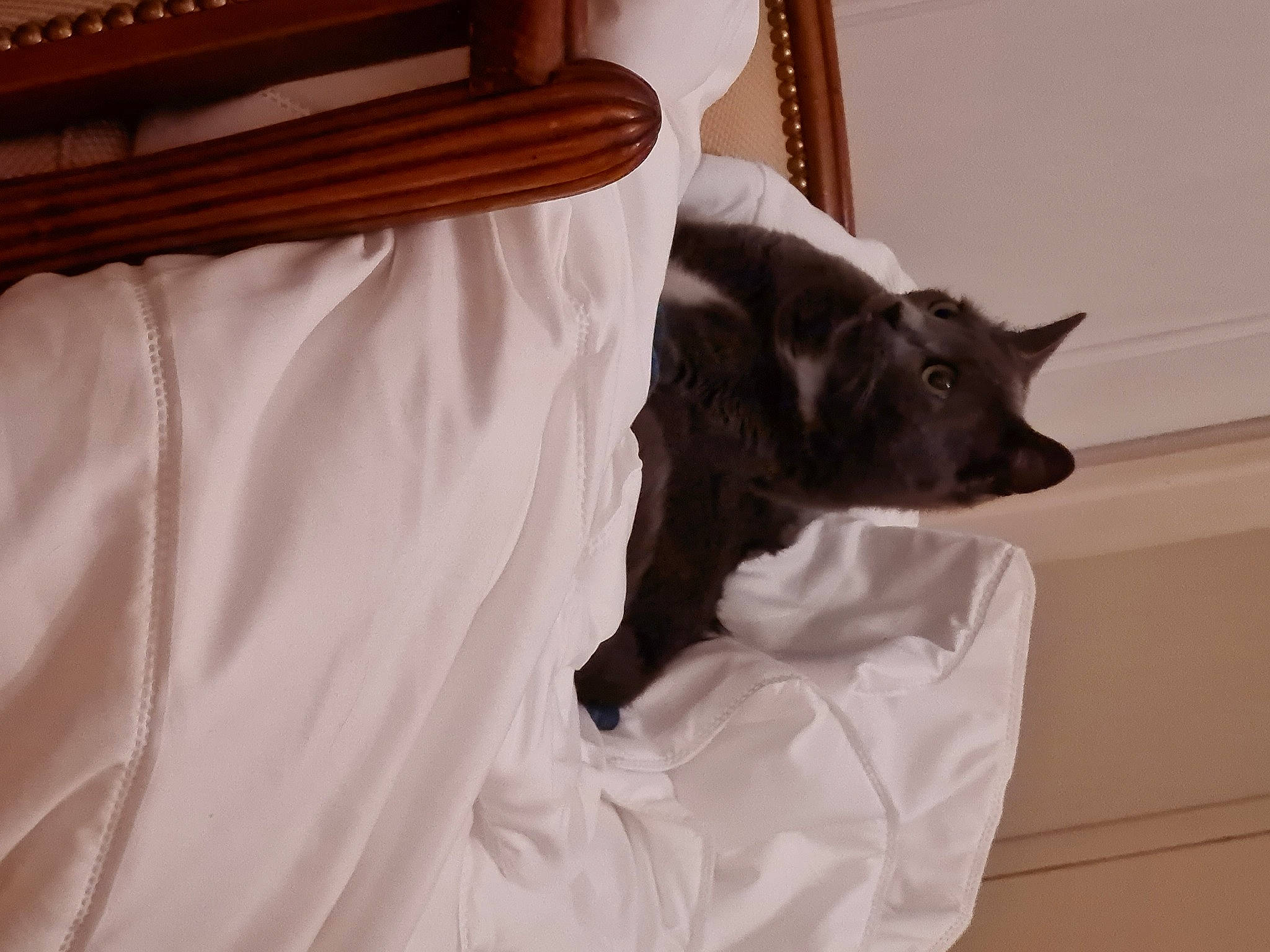 Führer participe au concours pour gagner de l'argent avec cette photo : bed, bedding, black_cat, carnivore, cat, claw, comfort, companion_dog, curtain, dog_breed, domestic_short_haired_cat, felidae, fur, hardwood, linens, sleeve, small_to_medium_sized_cats, tail, whiskers, wood