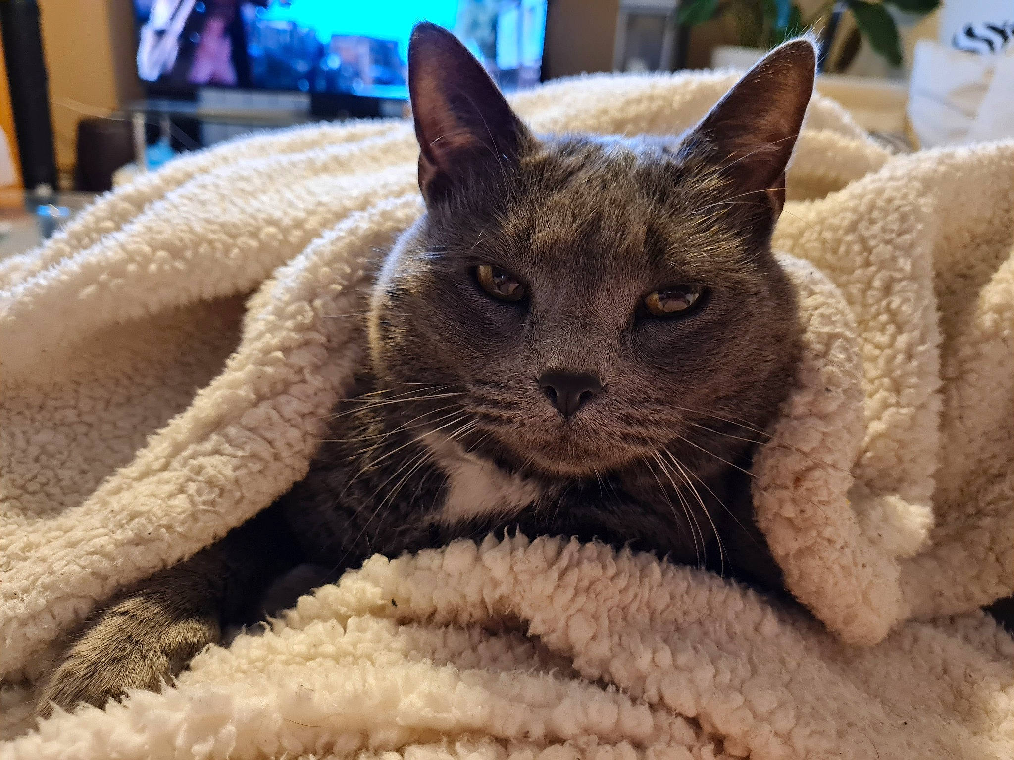 Führer participe au concours pour gagner de l'argent avec cette photo : carnivore, cat, cat_bed, cat_furniture, cat_supply, claw, comfort, domestic_short_haired_cat, eye, felidae, fur, houseplant, nap, small_to_medium_sized_cats, snout, terrestrial_animal, whiskers