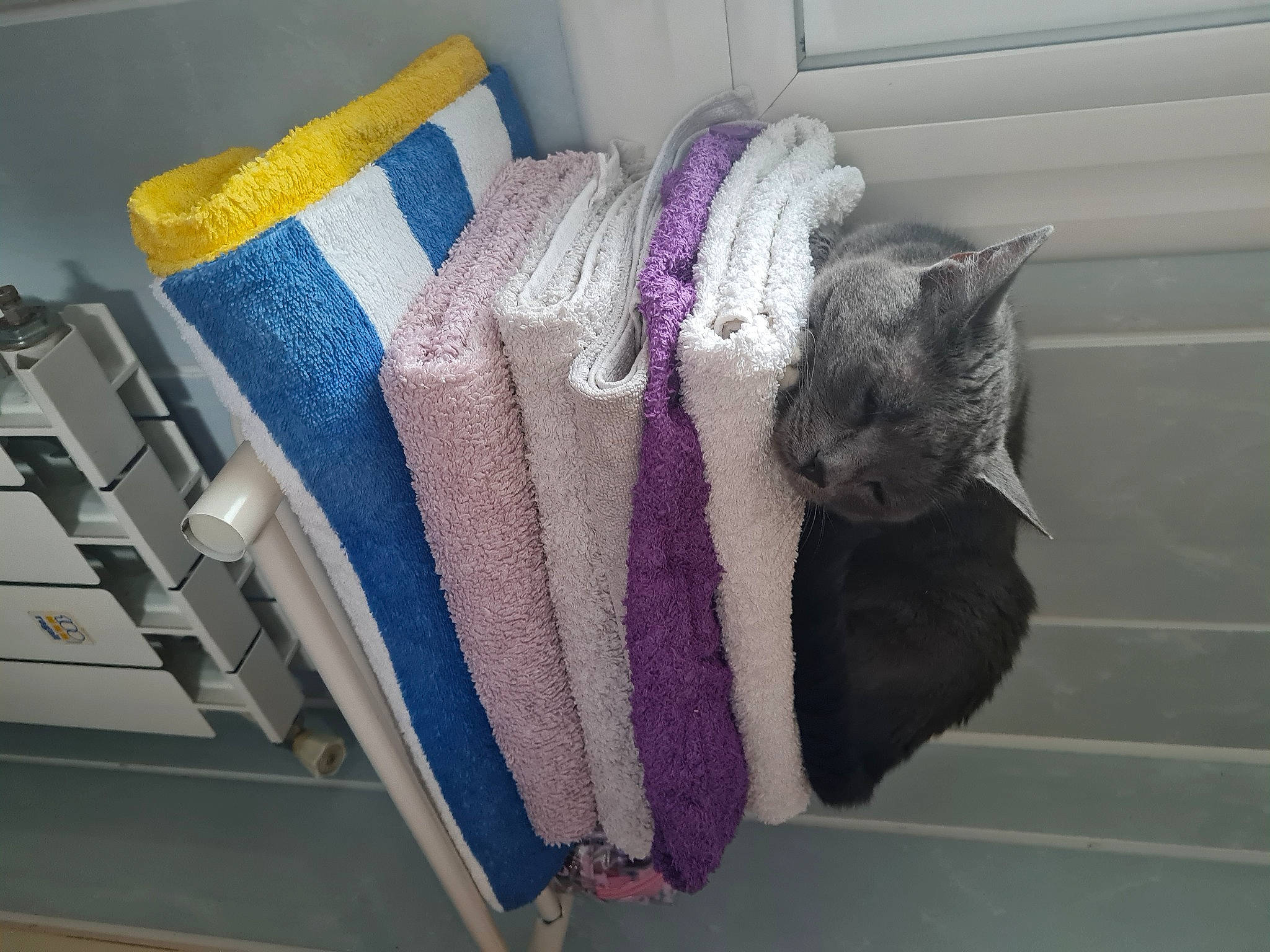 Führer participe au concours pour gagner de l'argent avec cette photo : art, bag, carnivore, cat, comfort, domestic_short_haired_cat, electric_blue, felidae, flooring, grey, linens, magenta, purple, small_to_medium_sized_cats, tail, textile, thread, whiskers, wool, woolen