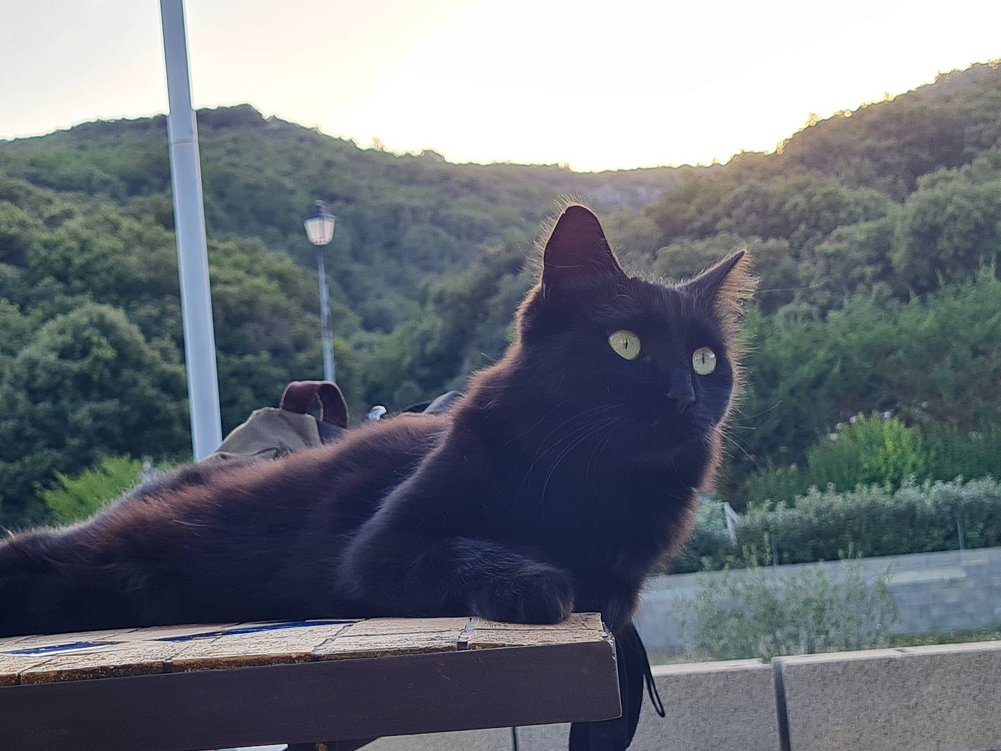 Panthère a rejoint le concours — aidez-le/la à gagner de superbes lots ! black_cat, carnivore, cat, domestic_short_haired_cat, eye, felidae, fur, grass, grey, plant, sky, small_to_medium_sized_cats, snout, sunlight, tail, tints_and_shades, tree, vertebrate, whiskers, wood