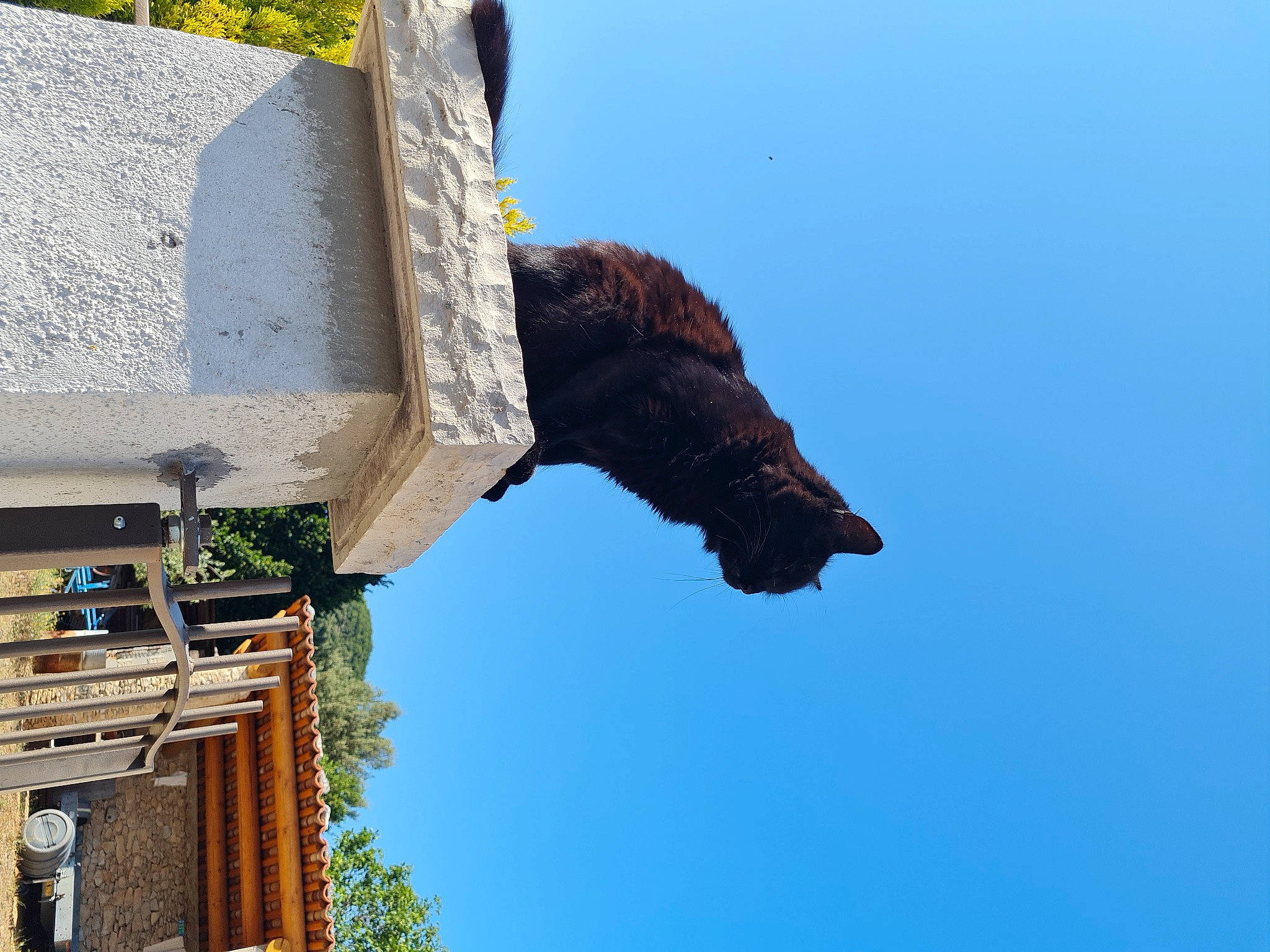 Panthère participe au concours pour gagner de l'argent avec cette photo : art, azure, building, cross, facade, finial, gargoyle, house, mammal, monument, musical_instrument, palm_tree, plant, rock, roof, sculpture, sky, tree, vertebrate, wood
