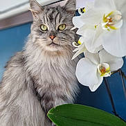 Rollo participe au concours pour gagner de l'argent avec cette photo : cat, fluffy, gray, yellow_eyes, flower, orchid, white_flower, green_leaf, plant, pet, domestic_cat, portrait, closeup, nature, indoor, feline, beautiful, serene, animal, cute