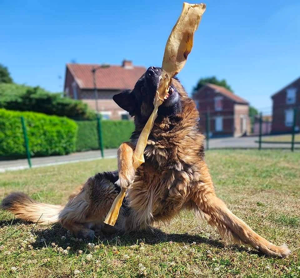 Roxanne a rejoint le concours — aidez-le/la à gagner de superbes lots ! canidae, carnivore, companion_dog, dog, dog_breed, dog_sports, fawn, german_shepherd_dog, grass, herding_dog, king_shepherd, mammal, old_german_shepherd_dog, plant, recreation, sky, sporting_group, tail, tree, vertebrate