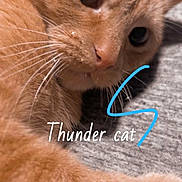 Thunder joined the competition — help win amazing prizes! cat, ginger_cat, pet, animal, close_up, whiskers, fur, face, relaxed, lying_down, indoor, cute, mammal, feline, portrait, domestic_cat, eye, nose, paw, text_overlay