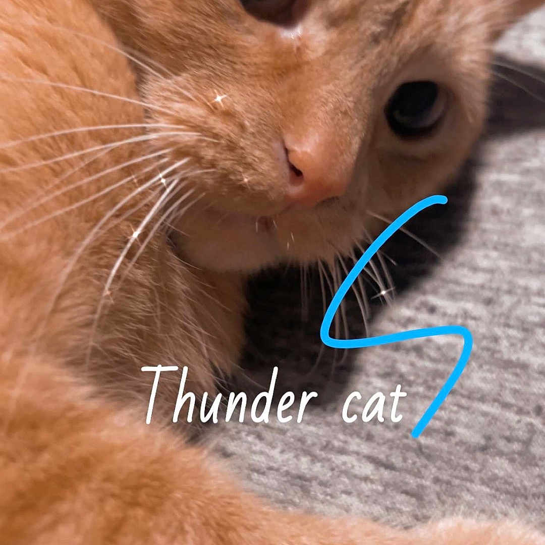 Thunder joined the competition — help win amazing prizes! cat, ginger_cat, pet, animal, close_up, whiskers, fur, face, relaxed, lying_down, indoor, cute, mammal, feline, portrait, domestic_cat, eye, nose, paw, text_overlay