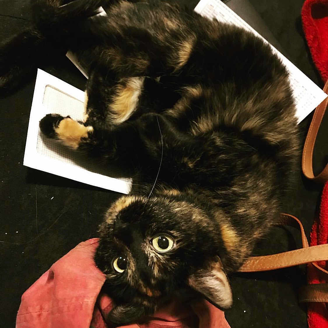 Booker joined the competition — help win amazing prizes! fauna, fur