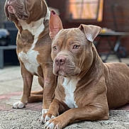 Django Et Boss participe au concours pour gagner de l'argent avec cette photo : animal, background, brown_dog, canine, daylight, dog, ears, fur, nature, outdoor, paw, pet, pets, portrait, resting, sitting, stone_ledge, two_dogs, white_patch, wooden_cabin