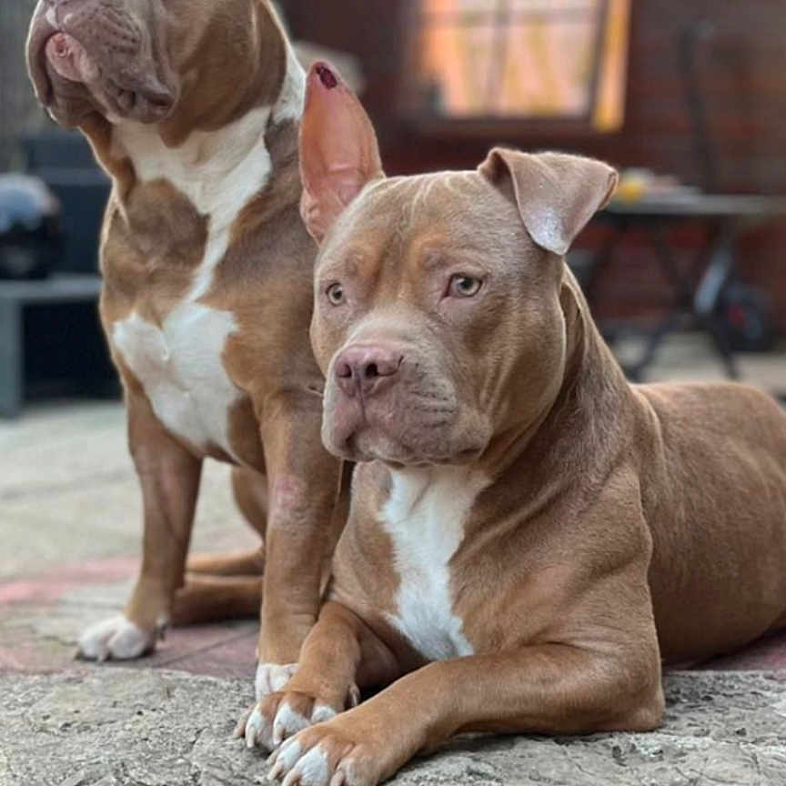 Django Et Boss