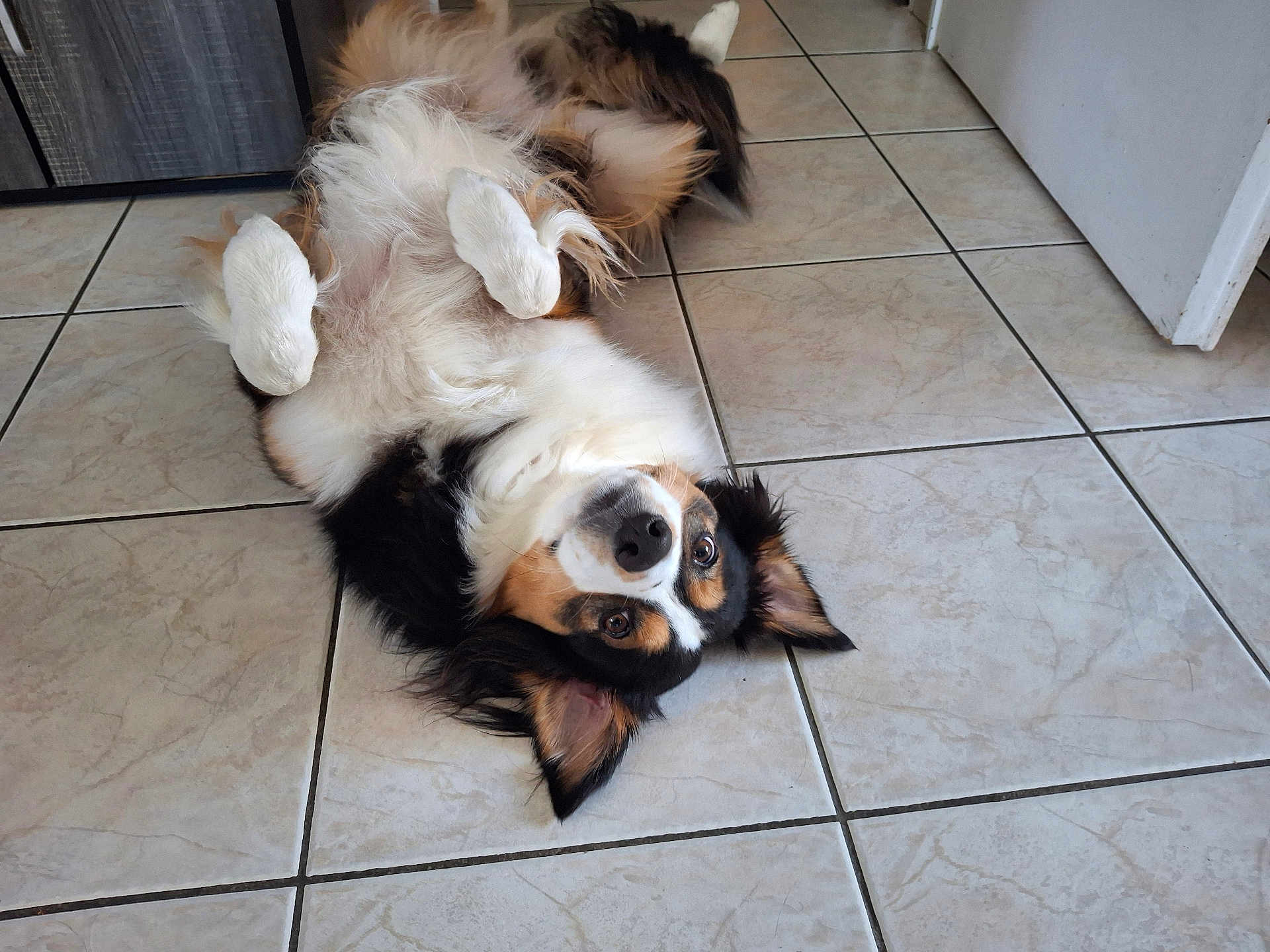 Unna a rejoint le concours — aidez-le/la à gagner de superbes lots ! dog, tricolor, lying_down, floor, tile_floor, playful, pet, fur, ears, paws, indoors, cute, animal, canine, relaxed, looking_up, whiskers, nose, fur_pattern, domestic