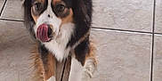 Unna a rejoint le concours — aidez-le/la à gagner de superbes lots ! dog, tongue, licking, tricolor, fur, pet, animal, tile_floor, indoor, cute, lying_down, mammal, canine, playful, closeup, expression, paw, young_dog, adorable, companion