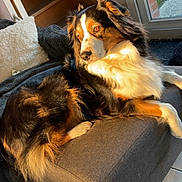 Unna a rejoint le concours — aidez-le/la à gagner de superbes lots ! animal, black, brown, companion, couch, cozy, dog, domestic_animal, fur, indoor, living_room, long_fur, orange, pet, relaxed, resting, sunlight, tricolor, white, window