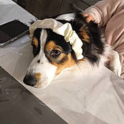 Unna participe au concours pour gagner de l'argent avec cette photo : animal, black, brown, calm, closeup, cute, dog, domestic, fur, furniture, hand, indoor, pet, phone, portrait, resting, scrunchie, soft, table, white