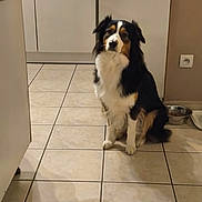 Unna participe au concours pour gagner de l'argent avec cette photo : animal, cabinet, calm, clean, companion, cute, dog, domestic_animal, floor_tile, food_bowl, fur, household, indoor, kitchen, pet, sitting, tile_floor, tricolor, waiting, wall_socket