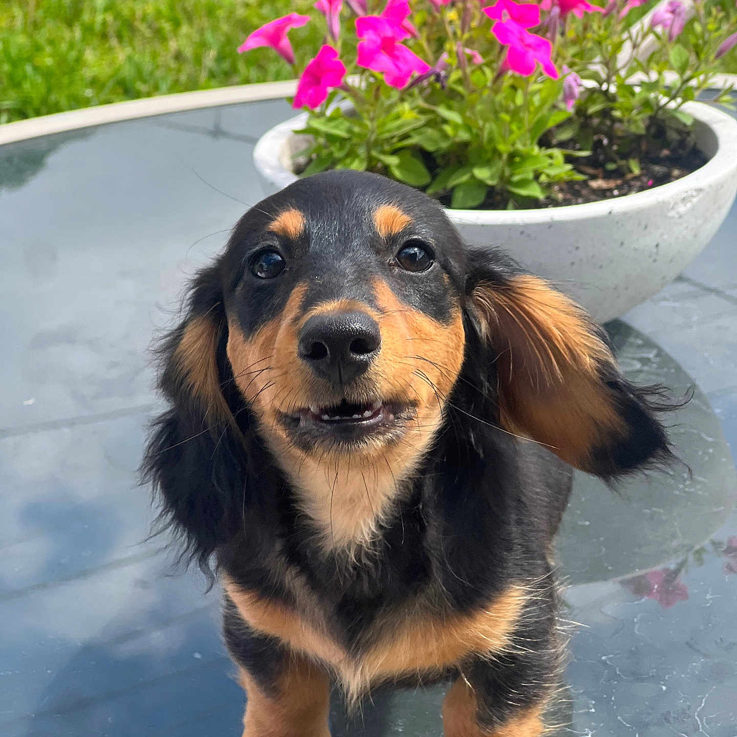 Nicolas is registered to the contest to win money with this photo: animal, canine, dog, flower, flowerarrangement, geranium, grass, herbal, herbs, hound, jar, outdoors, pet, petal, plant, planter, pottedplant, pottery, puppy, vase