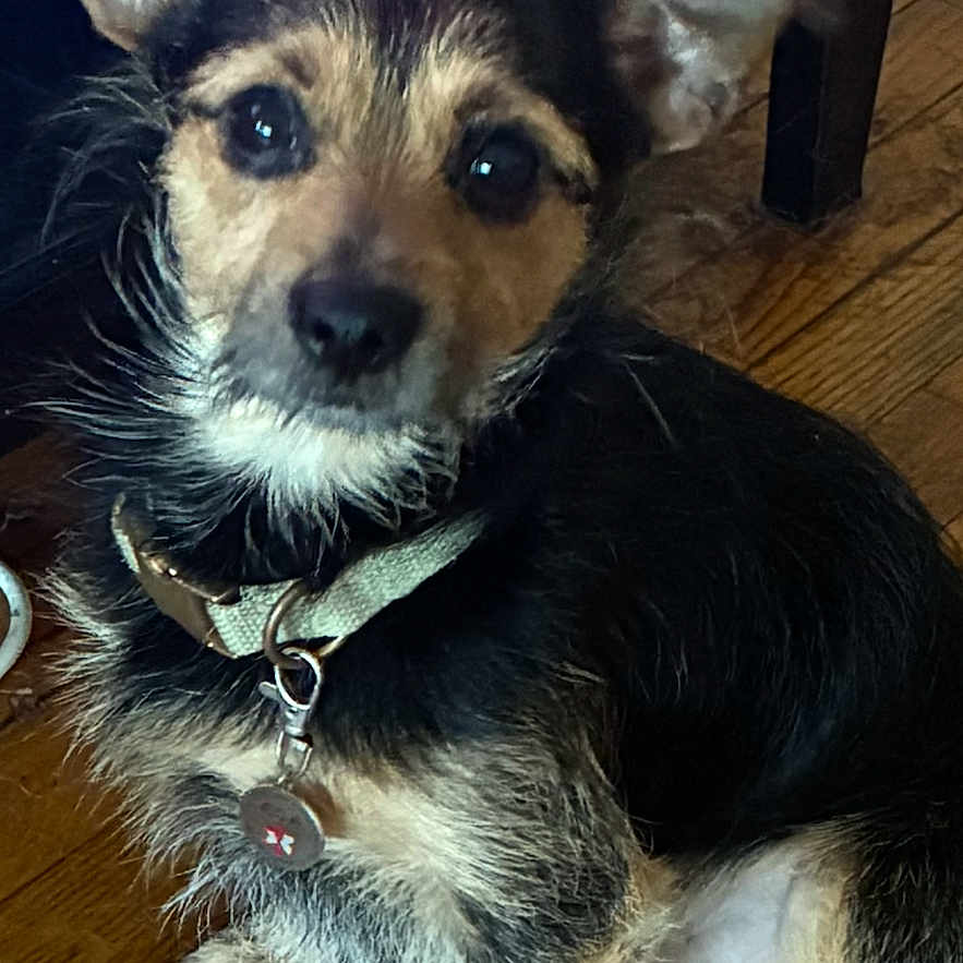 Ringo Star is registered to the contest to win money with this photo: puppy, dog, pet, animal, sitting, portrait, black_and_tan, scruffy_fur, floppy_ears, wide_eyes, collar, tag, wooden_floor, indoor, chair, furniture, close_up, cute, canine, companion