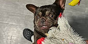 Rosie joined the competition — help win amazing prizes! dog, french_bulldog, puppy, toy, plush_toy, playing, floor, indoor, person, legs, crocs, gray_floor, colorful_toy, pet, pet_toy, cute, animal, bite, hand, clinging