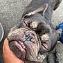 Rosie is registered to the contest to win money with this photo: dog, french_bulldog, close_up, face, smile, teeth, wrinkles, hand, pet, canine, outdoor, pavement, leash, black_dog, cute, animal, companion, friendly, adorable, portrait