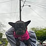 Rosie is registered to the contest to win money with this photo: dog, black_dog, pink_jacket, pet, animal, outdoor, overcast, person_holding, hoodie, utility_pole, blurred_background, street, greenery, ears, collar, tag, cute, small_dog, portrait, expression