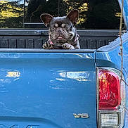 Rosie joined the competition — help win amazing prizes! dog, french_bulldog, pickup_truck, blue_truck, tailgate, outdoor, pet, canine, vehicle, parked_car, reflection, trees, daylight, animal, ears, snout, collar, leisure, cute, pet_outdoor